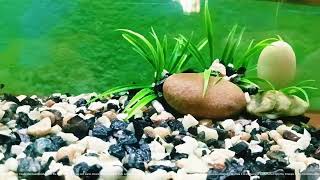 Changing setup of aquarium for platy fish babies changingsetup work aquariumsetup [upl. by Eronaele]