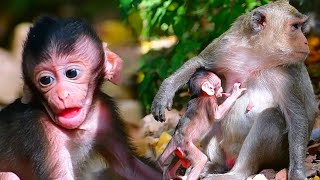 Daily scene of a baby monkey with a cute mother and getting milk [upl. by Neened642]