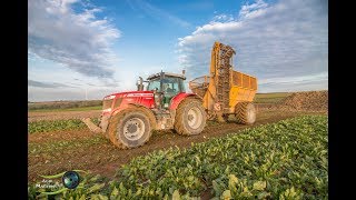 Arrachage de betteraves 2017  Kleine amp Massey ferguson [upl. by Skier]