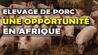 Pourquoi investir dans lélevage de Porc en Afrique [upl. by Selegna]