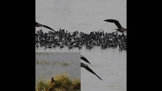 Eurasian Coots and Marsh Harrier from Sampla [upl. by Blackington594]