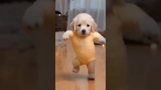 Puppy dance puppyvideos puppydog animalshorts cuteanimals love music song newsongnewmusic [upl. by Eigriv]