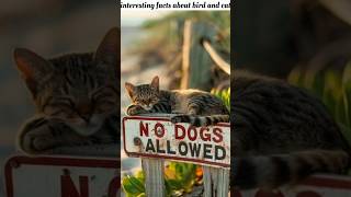 Interesting Facts About Bird and Cat Shorts facts cat birds [upl. by Adihaj925]