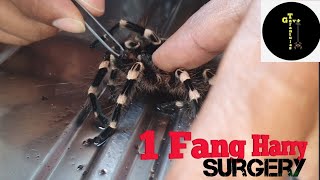 Tarantula Surgery [upl. by Kacie]