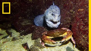 Meet the Intimidating Eel That Mates For Life  National Geographic [upl. by Airahs]