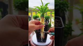 Braid the spider plant and raise its roots🙈🙈🙈 quotPlanting tipsquot The spider plant is so beautiful [upl. by Carson]