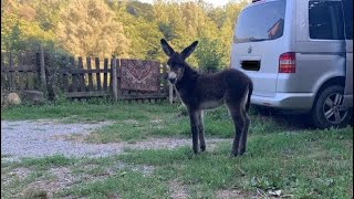 La nostra disciplina mattutina Facciamo insieme il giro degli Animali [upl. by Luoar743]