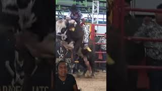 Cajón bajito  pretal de ixtle y espuela del Jinete resultados un buen espectáculo toros jaripeo [upl. by Jansson285]