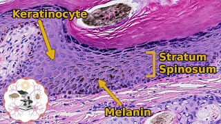 Histology of the Epidermis  Its Skincredible [upl. by Adler310]