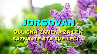 JORGOVAN  ODLIČNA ZAMENA Za LEK  SAZNAJTE Šta SVE LEČI [upl. by Langill371]