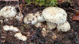 EP1 44111121เก็บเห็ดมัตสึตาเกะใต้เศษใบไม้ในอเมริกาPicking Matsutake in Cave Junction Oregon USA [upl. by Dnama]