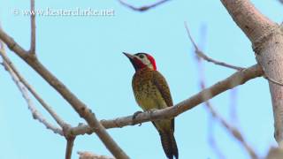 Amazing Guyana Birds  Spotbreasted Woodpecker [upl. by Jamille88]