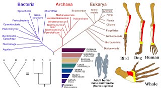 Evolutionary Biology Phylogenies Homology and Taxonomy [upl. by Hersh]