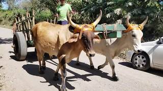 Carreta jalada por yunta de buelles en el campo Salvadoreño [upl. by Akeme]