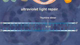 Nucleotide Excision Repair of the DNA HD Animation [upl. by Adlev437]