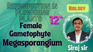 The PistilMegasporangium and Embryo Sac Class 12MegasporogenesisSexual reproduction in plants [upl. by Chicky]