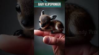 Baby Klipspringer 🍼 Sits On A Mans Finger shorts short shortvideo ytshorts handypets [upl. by Jemimah]