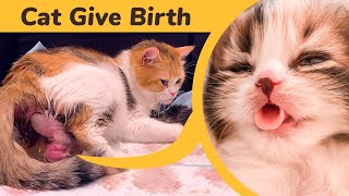 Cat Giving Birth to 5 Kittens With Complete Different Color [upl. by Nnylsia]