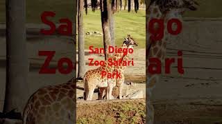 🦏🦁San Diego Zoo Safari Park🚎Africa Tram🦒Giraffe🦵Leg [upl. by Naeerb512]