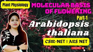 Flower Development in Arabidopsis 1 Flowering Genes CSIR NET  Floral Development in Arabidopsis [upl. by Cary979]