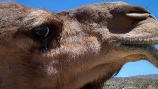 Nessie is angry Dominance display in the Dromedary Camel [upl. by Htenywg738]