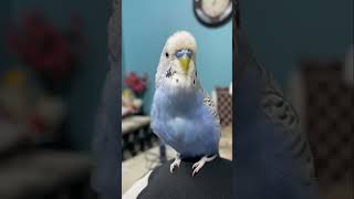 Talking budgie cute video [upl. by Adelpho]