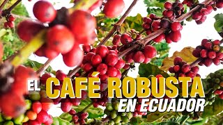 El CAFÉ ROBUSTA  El productor TV [upl. by Sherborne]