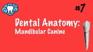 Dental Anatomy  Mandibular Canine  INBDE [upl. by Brendan]