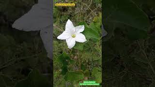 Coccinia grandis  Features and Identification  Cucurbitataceae Family Characters climber [upl. by Horton698]