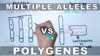 Multiple Alleles and Polygenes [upl. by Gonta339]