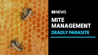 Australia abandons efforts to eradicate deadly parasite varroa mite  ABC News [upl. by Malsi]