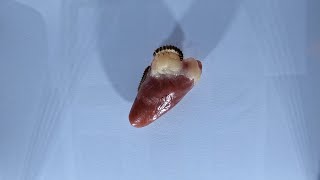 Flesh Eating Larvae VS Chicken Heart Timelapse [upl. by Raseac838]