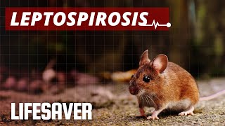 LEPTOSPIROSIS Signs Symptoms Prevention and Treatment [upl. by Aneahs]