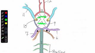 Circle of Willis Textbook [upl. by Publias]