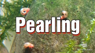 Aquarium Plants Pearling [upl. by Jehias]