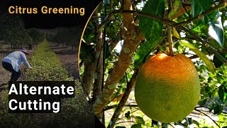 22 Citrus Greening – Preventive Measure Alternate Cutting [upl. by Ahsitak]