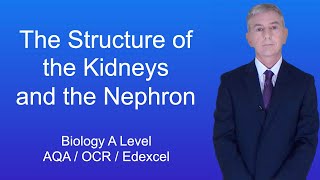 A Level Biology Revision Year 13 quotThe Structure of the Kidneys and the Nephronquot [upl. by Lurleen]