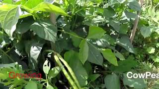 Growing Cowpeas Black eyed peas UK [upl. by Fesoy240]