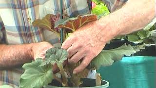 Begonias  Growing from Tubers [upl. by Yesrej358]