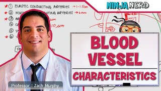 Cardiovascular  Blood Vessel Characteristics [upl. by Elmira]