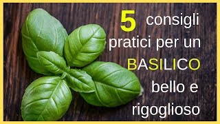 5 consigli pratici per un basilico bello e rigoglioso [upl. by Tacye]