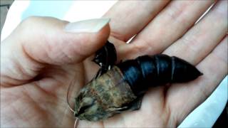 Giant Hawk Moth Pupa Hatching in a Mans Hand [upl. by Ahsiekam426]