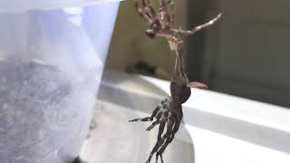 Molting timelapse of Araneus Ventricosus spider [upl. by Nosyla]