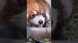 20241031お庭探索中のたけのこ レッサーパンダ 羽村市動物公園 ヒノトントンzoo たけのこ redpanda [upl. by Veron786]