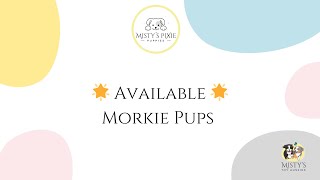 Morkie Puppies [upl. by Namref]