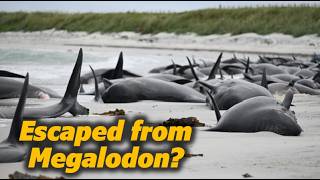 Why False Killer Whales Keep Beaching Themselves After Rescue [upl. by Anderegg]