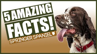 SPRINGER SPANIELS Top 5 Incredible Facts About The Springer Spaniels [upl. by Ydnil]