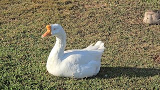 White Chinese Goose [upl. by Rogers275]