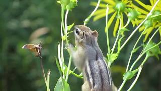 Chipmunk Eating Silphium Seedheads [upl. by Ethbinium]