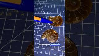 How do Ammonites Float [upl. by Akeim]